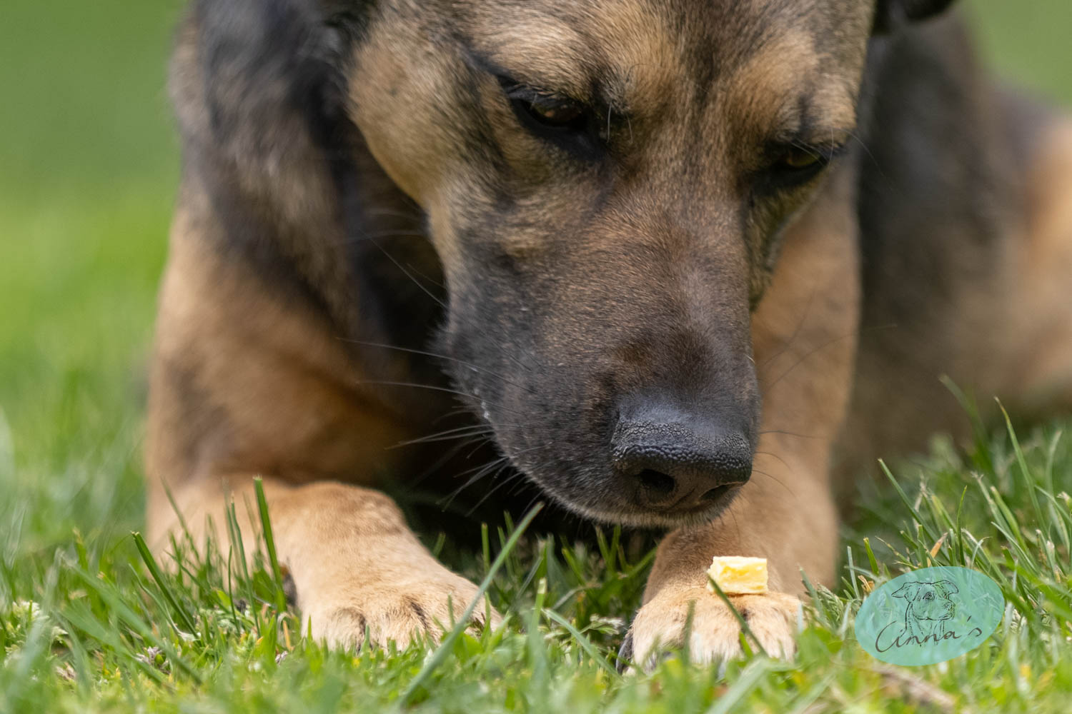 Souris - Käseleckerli | Cinna's Bio-Leckerlis - einfach.gesund